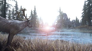 gray deer, The Elder Scrolls V: Skyrim, nature, landscape, water