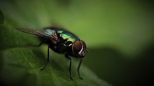 black and green corded headphones, photography, Fly, macro, green
