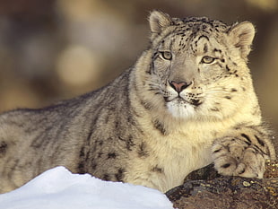 brown and black lion, snow leopards, leopard (animal)