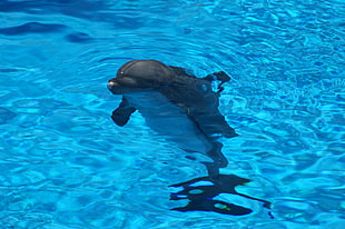 dolphin on the body of water in daytime photo