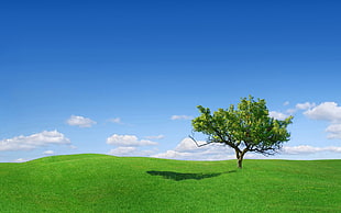 green tree HD wallpaper