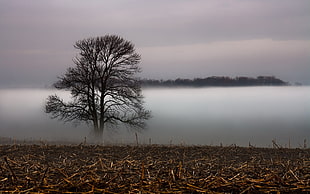 photo of tree over fog near dried land