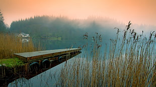 brown wooden dock in between body of water during daytime