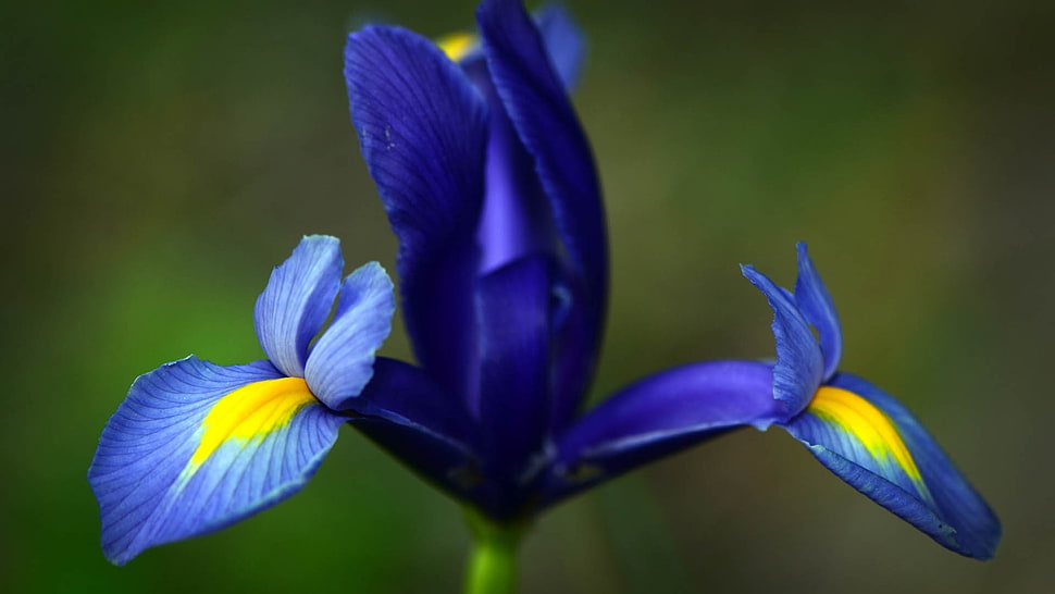 blue-and-yellow petaled flower HD wallpaper