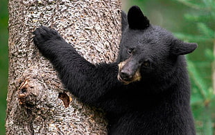 black bear climbing the tree HD wallpaper