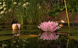 pink lotus flower floating together with leaves on water