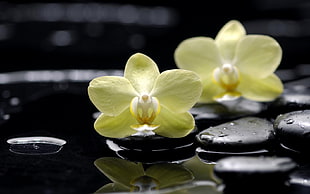 two yellow Boat Orchid flowers on stones with water