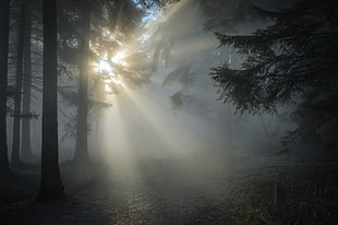 forest with fog and yellow sunlight
