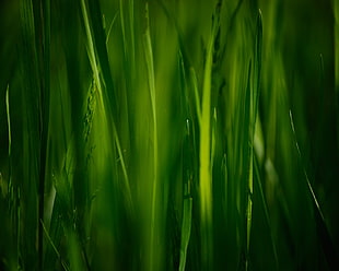 green grass digital wallpaper, nature HD wallpaper