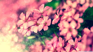 pink flowers, nature, flowers, plants, macro