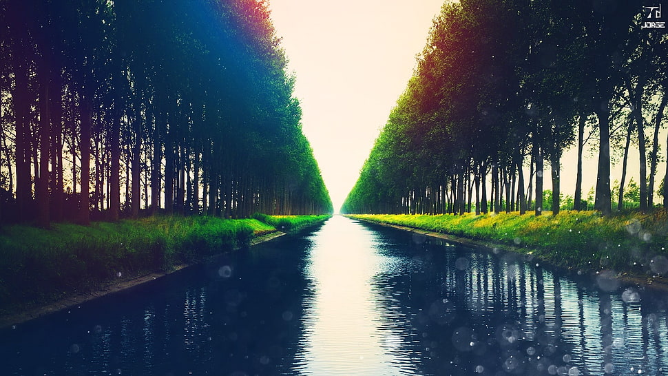 river between green trees HD wallpaper