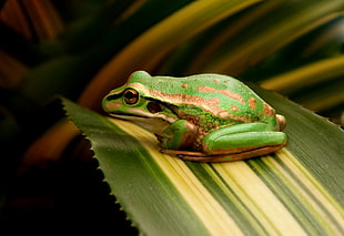 micro photography of green and brown frog