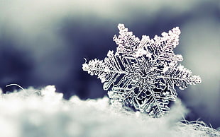 micro photography of snowflake HD wallpaper