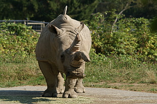 person taking photo of gray rhinoceros