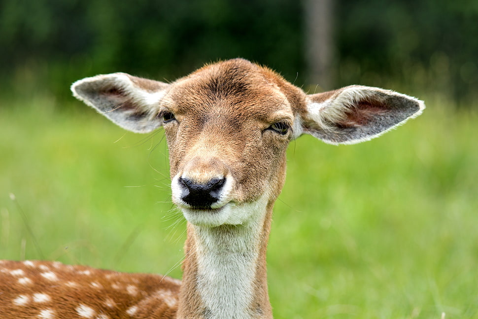 selective focus photography of Deer on grass field HD wallpaper