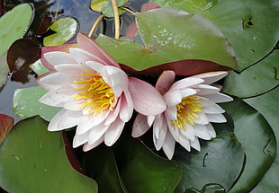 pink Lotus closeup photo