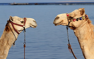 two brown camels facing each other