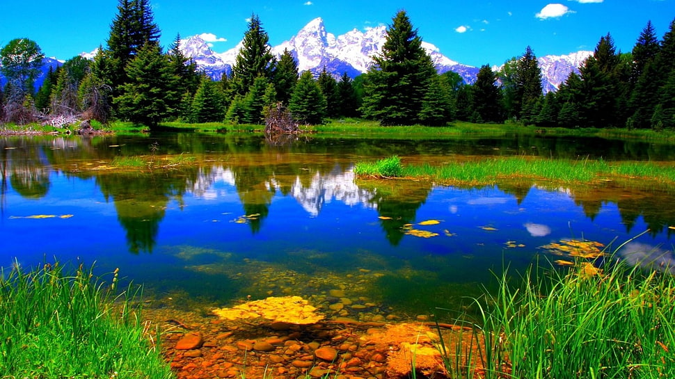 Pine Trees near river HD wallpaper