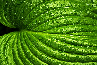 macro photography of green leaf with morning dew HD wallpaper