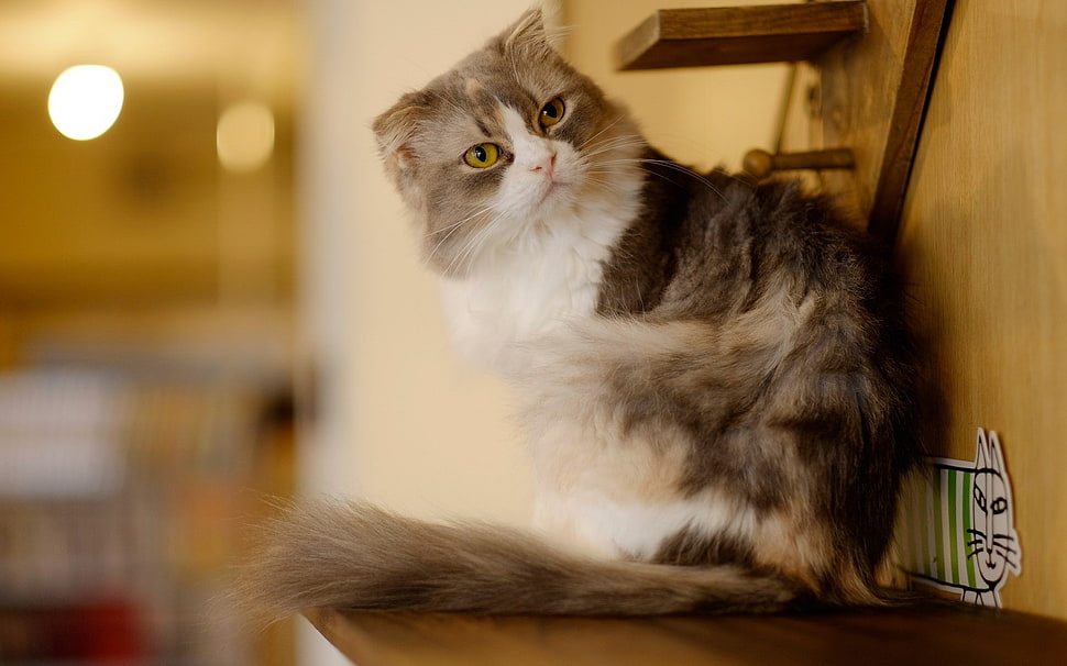 medium-coated white and black cat HD wallpaper