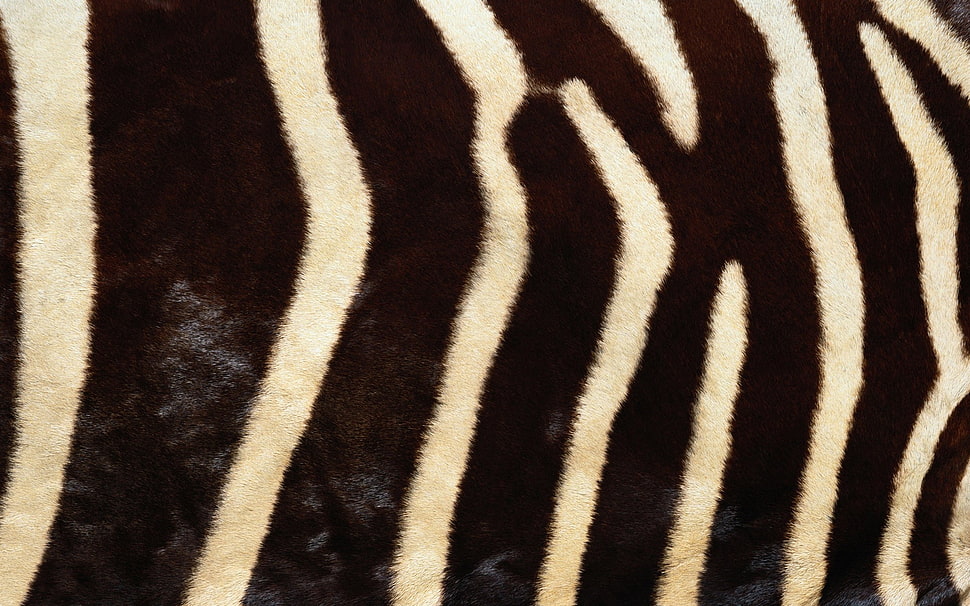 black and white zebra rug HD wallpaper