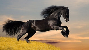 black horse, horse, animals