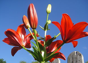 red Lily flowers in bloom at daytime HD wallpaper