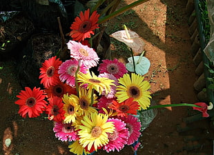 selective focus photography of assorted-color Gerbera flower arrangement