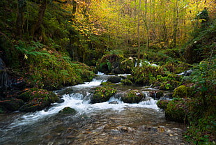 running of water surrounded by green leaved trees and plants during daytime HD wallpaper