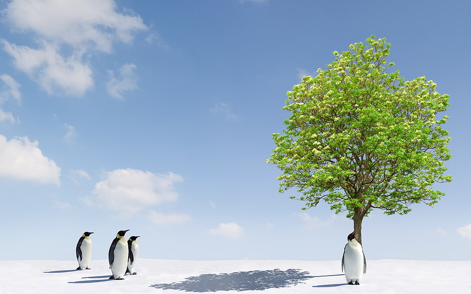 four white penguins, trees, penguins, animals, sky HD wallpaper