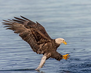 bald eagle near water surface