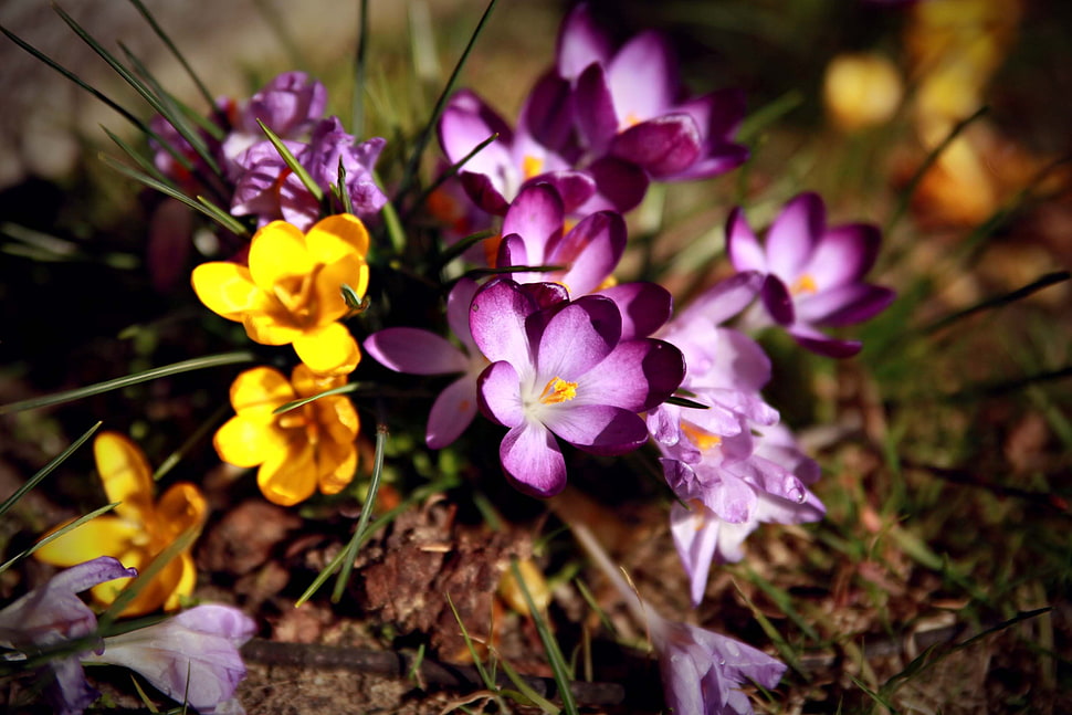 purple and yellow petaled flowers HD wallpaper