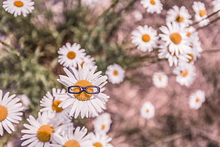 white daisy flower with miniature sunglasses
