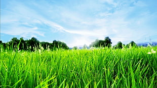 grass field, field HD wallpaper