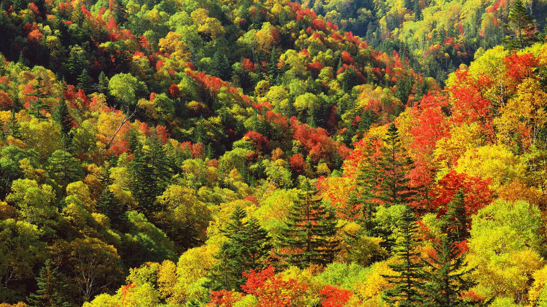 green tree, nature, landscape, trees, forest