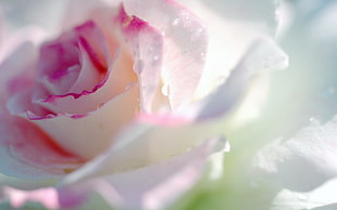 white and pink Rose macro photography