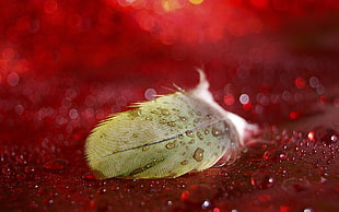 brown feather, feathers, bokeh, water drops, red background