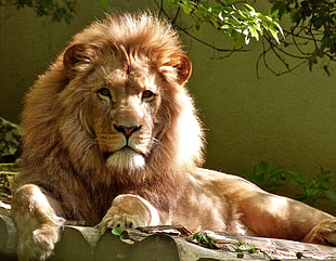 photography of lion near wall