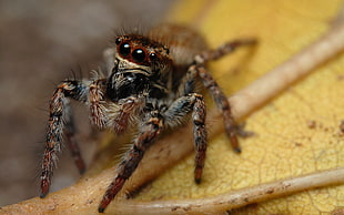 brown jumping spider, spider, animals