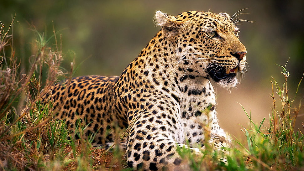 brown, white, and black leopard, animals, leopard (animal) HD wallpaper