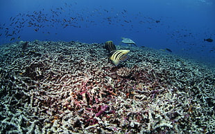 coral and fish underwater