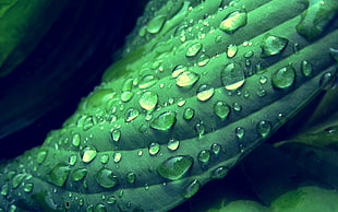 close up photography of dew drops