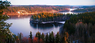 body of water surrounded by tall tree