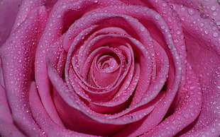 macro shot photography of pink rose