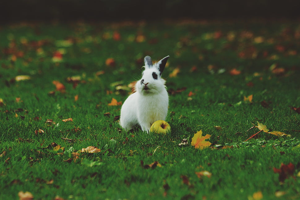 Galapagos Islands, Rabbit, Grass, Apple HD wallpaper