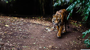 brown tiger, tiger, animals