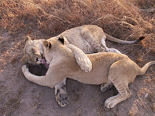photo of two lioness lying on ground