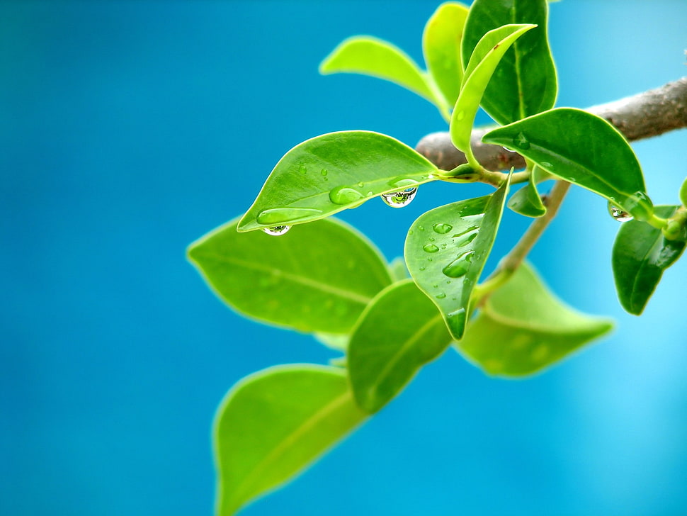 selective focus photo of green leaf HD wallpaper