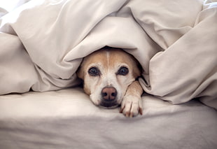 short-coated tan dog on bed under white blanket