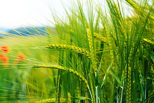 closeup photography of green wheat field